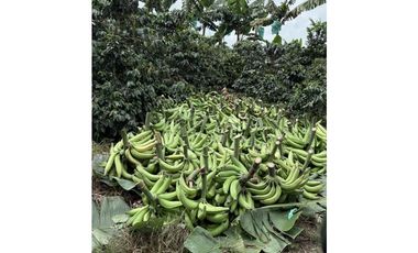 FINCA DE ALTISIMA PRODUCTIVIDAD CAFE Y PLTANO EN QUIMBAYA