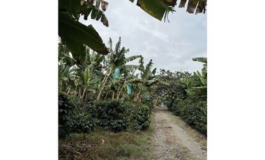 FINCA DE ALTISIMA PRODUCTIVIDAD CAFE Y PLTANO EN QUIMBAYA