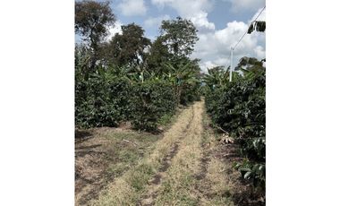 FINCA DE ALTISIMA PRODUCTIVIDAD CAFE Y PLTANO EN QUIMBAYA