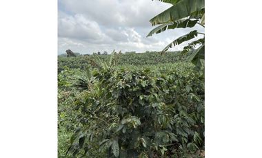 FINCA DE ALTISIMA PRODUCTIVIDAD CAFE Y PLTANO EN QUIMBAYA