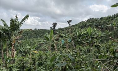 FINCA DE ALTISIMA PRODUCTIVIDAD CAFE Y PLTANO EN QUIMBAYA