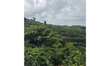 FINCA DE ALTISIMA PRODUCTIVIDAD CAFE Y PLTANO EN QUIMBAYA