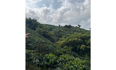 FINCA DE ALTISIMA PRODUCTIVIDAD CAFE Y PLTANO EN QUIMBAYA