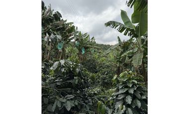 FINCA DE ALTISIMA PRODUCTIVIDAD CAFE Y PLTANO EN QUIMBAYA