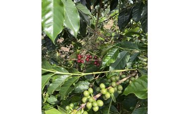 FINCA DE ALTISIMA PRODUCTIVIDAD CAFE Y PLTANO EN QUIMBAYA