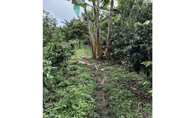 FINCA DE ALTISIMA PRODUCTIVIDAD CAFE Y PLTANO EN QUIMBAYA