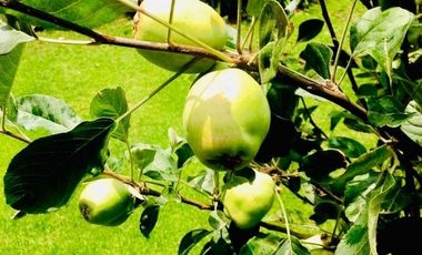 HERMOSA RESIDENCIA AL SUR DE LA CDMX EN VENTA