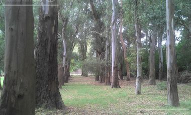 Quinta única en venta en Abasto de 9000 mts con arboleda añeja y amplio terreno. Acepta Financiación