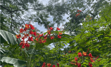 Se Vende Finca con Cabañas en San Carlos