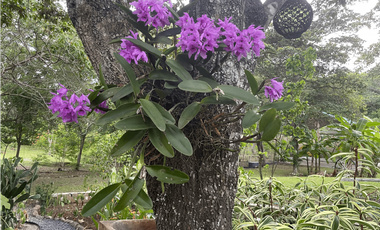 Se Vende Finca con Cabañas en San Carlos