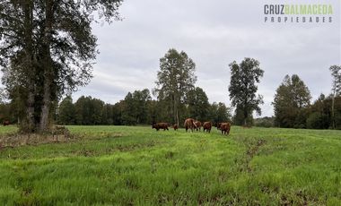 Agrícola en Venta en 88 hectáreas Agrícolas, a 25 minutos de Purranque y Ruta 5 sur