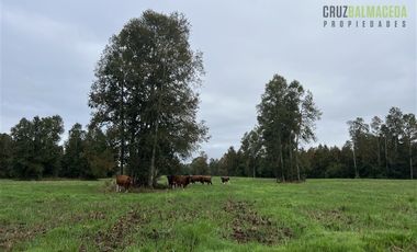 Agrícola en Venta en 88 hectáreas Agrícolas, a 25 minutos de Purranque y Ruta 5 sur