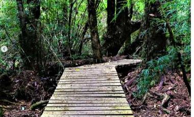 Parcela en venta  en PUERTO VARAS