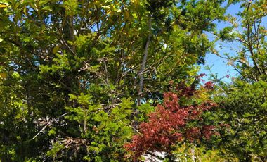 Parcela en venta  en LOS MUERMOS