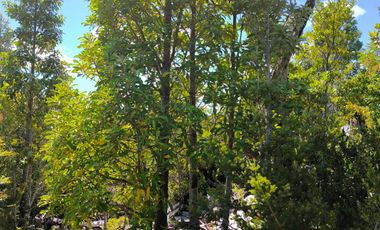 Parcela en venta  en LOS MUERMOS