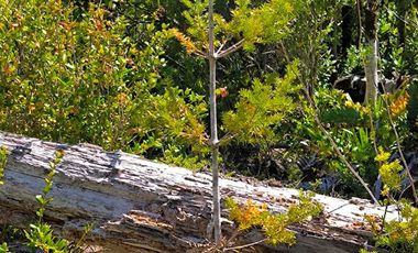 Parcela en venta  en LOS MUERMOS