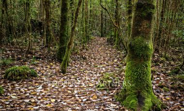 Últimas parcelas disponibles en proyecto a orillas del precioso Lago Huillinco, Chiloé