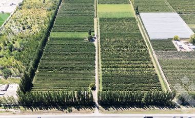 Venta de Chacra con frente de Ruta 22, Allen