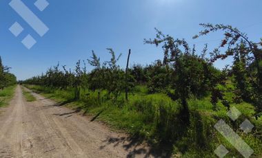 Venta de Chacra con frente de Ruta 22, Allen