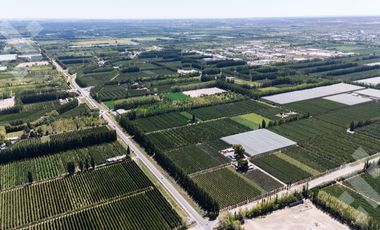 Venta de Chacra con frente de Ruta 22, Allen