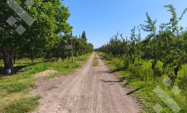 Venta de Chacra con frente de Ruta 22, Allen