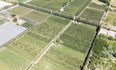 Venta de Chacra con frente de Ruta 22, Allen