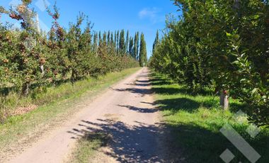 Venta de Chacra con frente de Ruta 22, Allen