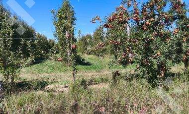 Venta de Chacra con frente de Ruta 22, Allen