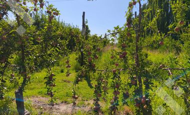 Venta de Chacra con frente de Ruta 22, Allen