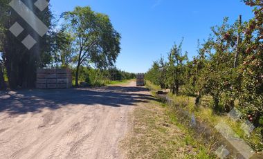 Venta de Chacra con frente de Ruta 22, Allen