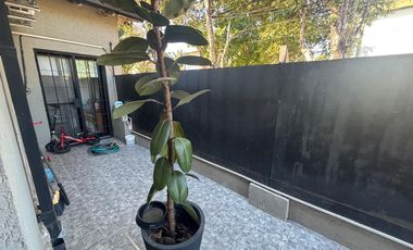 Casa 4 ambientes jardín. Olivos.