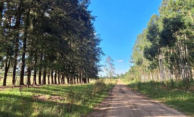 Campo en Concordia (Puerto Yeruá)