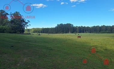 Campo en Concordia (Puerto Yeruá)