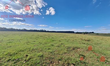 Campo en Concordia (Puerto Yeruá)