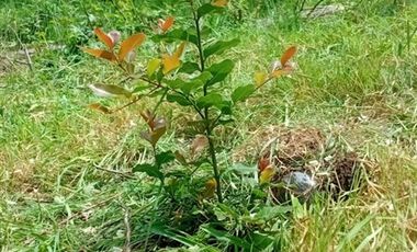 Parcela en Venta en REMULCAO HIJUELA 3