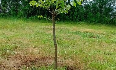 Parcela en Venta en REMULCAO HIJUELA 3