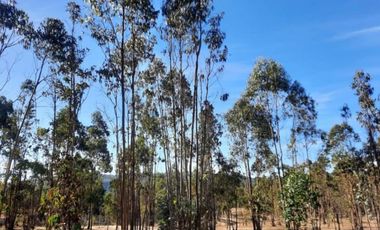VENTA TERRENO - SITIO 50000MTS LITUECHE