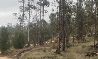 Parcela sector Cahuil ,pichilemu,