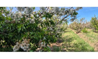 VENTA DE FINCA 3.8 HAS - ING. GIAGNONI, JUNIN,MZA