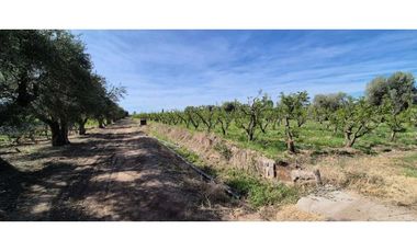 VENTA DE FINCA 3.8 HAS - ING. GIAGNONI, JUNIN,MZA
