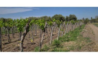 VENTA DE FINCA 3.8 HAS - ING. GIAGNONI, JUNIN,MZA