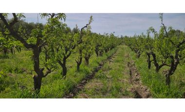 VENTA DE FINCA 3.8 HAS - ING. GIAGNONI, JUNIN,MZA