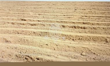 Agrícola en Venta en Panamericana Norte, km100