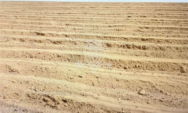 Agrícola en Venta en Panamericana Norte, km100