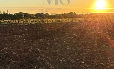CAMPO 63,15 HA EN MONTELEÓN SAN NICOLÁS