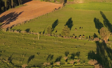 CAMPO 63,15 HA EN MONTELEÓN SAN NICOLÁS