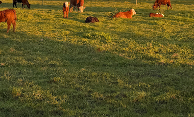 CAMPO 63,15 HA EN MONTELEÓN SAN NICOLÁS