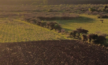 CAMPO 63,15 HA EN MONTELEÓN SAN NICOLÁS