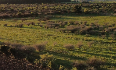 CAMPO 63,15 HA EN MONTELEÓN SAN NICOLÁS