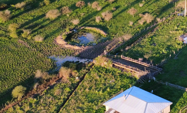 CAMPO 63,15 HA EN MONTELEÓN SAN NICOLÁS